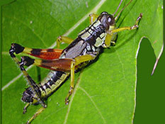 Postoak Grasshopper