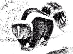clipart skunk